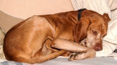 Dona de cão adverte: adoçantes artificiais são prejudiciais aos cachorros após morte de animal de estimação que ingeriu brownie sem açúcar