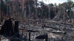 AGU cobra R$ 1,3 bilhão por desmatamento na Amazônia Legal