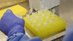 Maioria dos testes rápidos de coronavírus ‘doados’ pela China a tchecos estão com defeito
