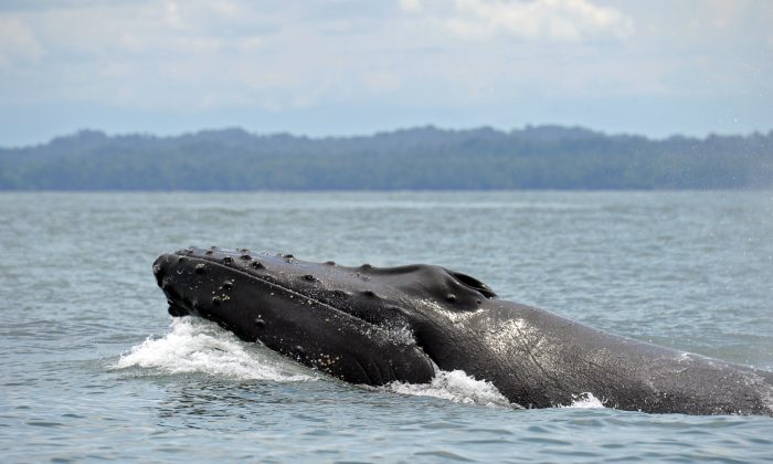 Uma baleia jubarte nada na superfície do Oceano Pacífico no parque natural Uramba Bahia Malaga, na Colômbia, em setembro 20 de 2015 (MIGUEL MEDINA / AFP / Getty Images)