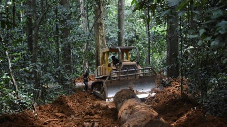 Extração ilegal de madeira que incentiva China e ameaça florestas da África