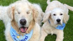 Cão golden retriever cego tem seu próprio cão-guia para ajudá-lo a se orientar nas caminhadas