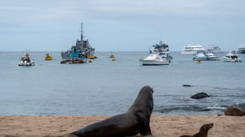 Navios chineses ‘saquearam’ lulas de Galápagos, representando 99% da atividade pesqueira: aponta estudo