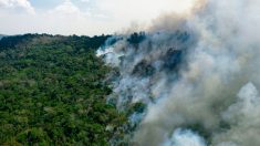 AGU cobra na Justiça R$ 893 milhões de desmatadores da Amazônia