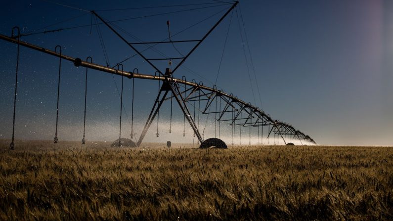 Irrigação em pivô, Plantação de trigo (© CNA/ Wenderson Araujo/Trilux)