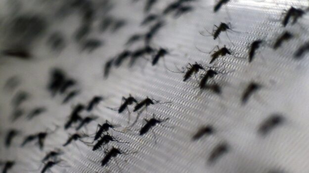 Opas alerta para pior temporada de dengue da história da América Latina