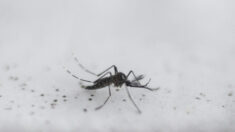 Empresa financiada por Bill Gates lança mosquitos geneticamente modificados nos EUA