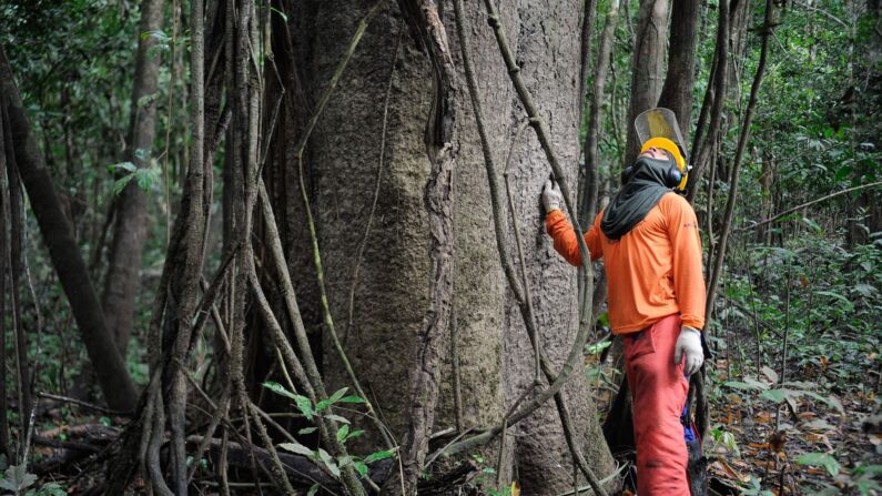 Na Reserva Mamirauá, pesquisadores e ribeirinhos buscam a sustentabilidade pelo manejo florestal  (Tomaz Silva/Agência Brasil)