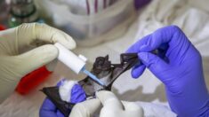Nenhum morcego ou pangolim estava à venda no mercado úmido de Wuhan, diz pesquisa de Oxford