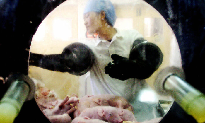 Cientistas chineses produzem porcos geneticamente modificados para transplante humano