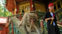 Veterinário de Pequim morre de vírus do macaco B, que tem uma taxa de mortalidade de 70-80%