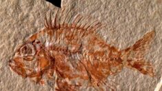 Encontrada no México uma nova espécie de peixe que viveu há 95 milhões de anos