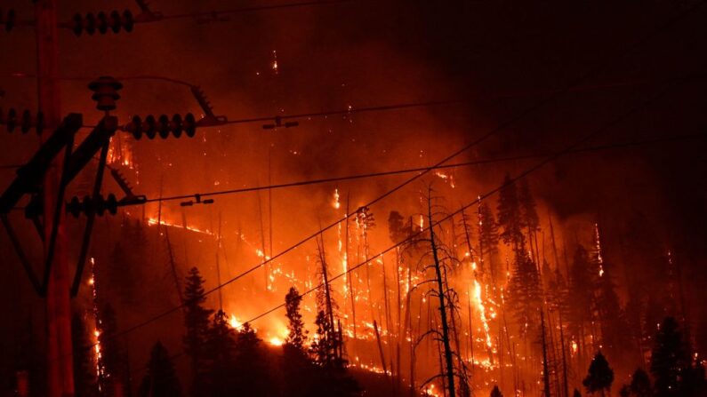 Pinheiros queimam em uma encosta no incêndio Dixie, em Twain, Califórnia, em 26 de julho de 2021 (Robyn Beck / AFP via Getty Images)
