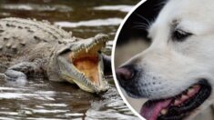 Homem resgata seu cachorro da boca de crocodilo: Corri o mais rápido que pude!