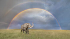 Fotógrafo de vida selvagem captura bela imagem de elefante em frente a arco-íris duplo