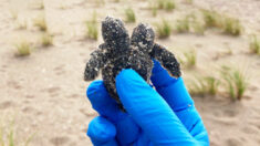 Raro filhote de tartaruga de duas cabeças encontrado e liberado em praia da Carolina do Sul