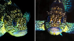 O peixe rocha chinês é uma explosão de cor iridescente que parece brilhar no escuro