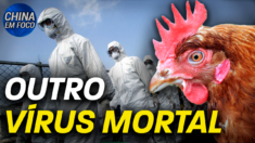 China reporta caso humano de gripe aviária