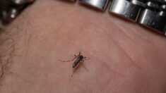 Vírus mortal da encefalite equina oriental é encontrado em mosquitos de Connecticut, afirmam oficiais