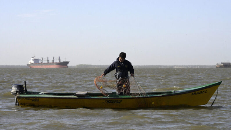 Um pescador artesanal levanta sua rede de pesca de 200 metros no rio Paraná, na costa de Rosário, Santa Fé, Argentina, em 23 de agosto de 2021 (Juan Mabromata / AFP via Getty Images)
