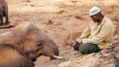 Mãe elefante leva seu bebê para visitar homem que a criou há 10 anos