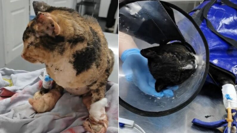 Voluntários resgatam seis gatos após incêndios florestais na Sibéria: uma estava grávida!