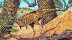 Descoberta no Brasil nova espécie de dinossauro terópode desdentado, ‘parente’ do Tiranossauro rex