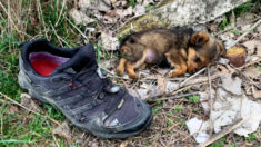Homem encontra cachorrinho abandonado morando em sapato, alimenta-o e procura um lar para ele!