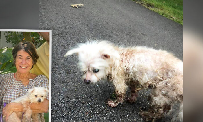 Cachorra perdida há 7 anos aparece a 1600 km de casa e se reencontra com sua dona