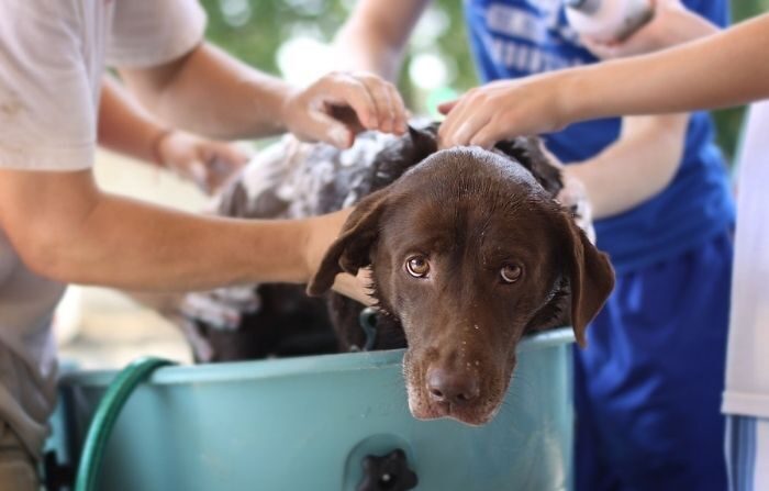 Menino brasileiro dá banho em cachorros para entregá-los para adoção: projeto ‘Sou da rua, mas estou limpo’