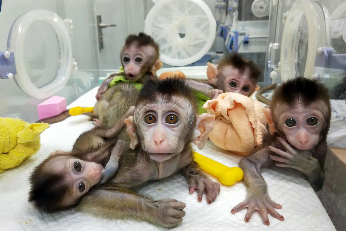 Cinco macacos clonados em uma instituição de pesquisa em Xangai são mostrados em uma foto tirada no dia 27 de novembro de 2018 e lançada em 24 de janeiro de 2019 pelo Instituto de Neurociência da Academia Chinesa de Ciências. Cientistas chineses declararam que os cinco macacos foram clonados de um único animal geneticamente modificado para ter um distúrbio do sono, afirmando que isso pode ajudar na pesquisa de problemas psicológicos humanos (STR / AFP via Getty Images)