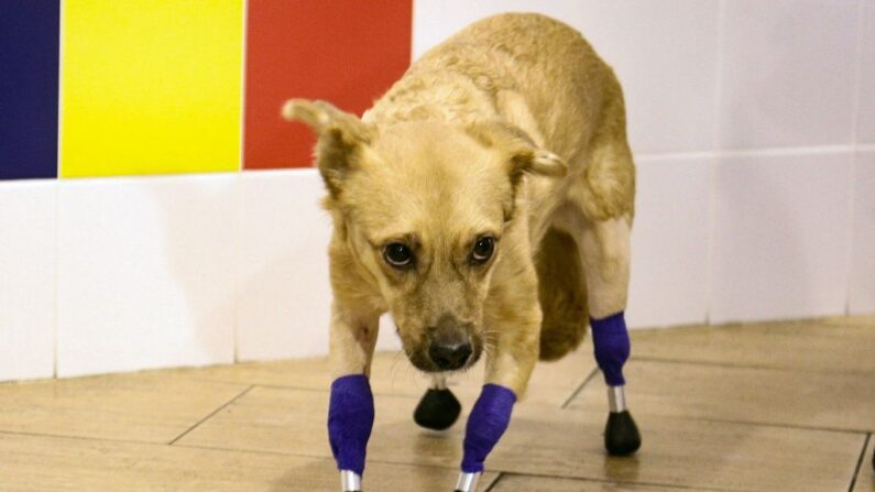 Cachorra extremamente mal tratada perde todas as 4 patas e hoje anda com prótese