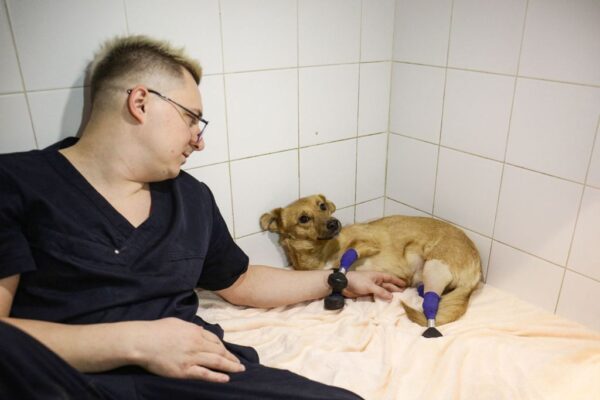 O veterinário Sergei Gorshkov acaricia Monika, uma cadela amputada com quatro membros artificiais, em uma clínica veterinária de Novosibirsk, no dia 19 de novembro de 2021 (ROSTISLAV NETISOV/AFP via Getty Images)