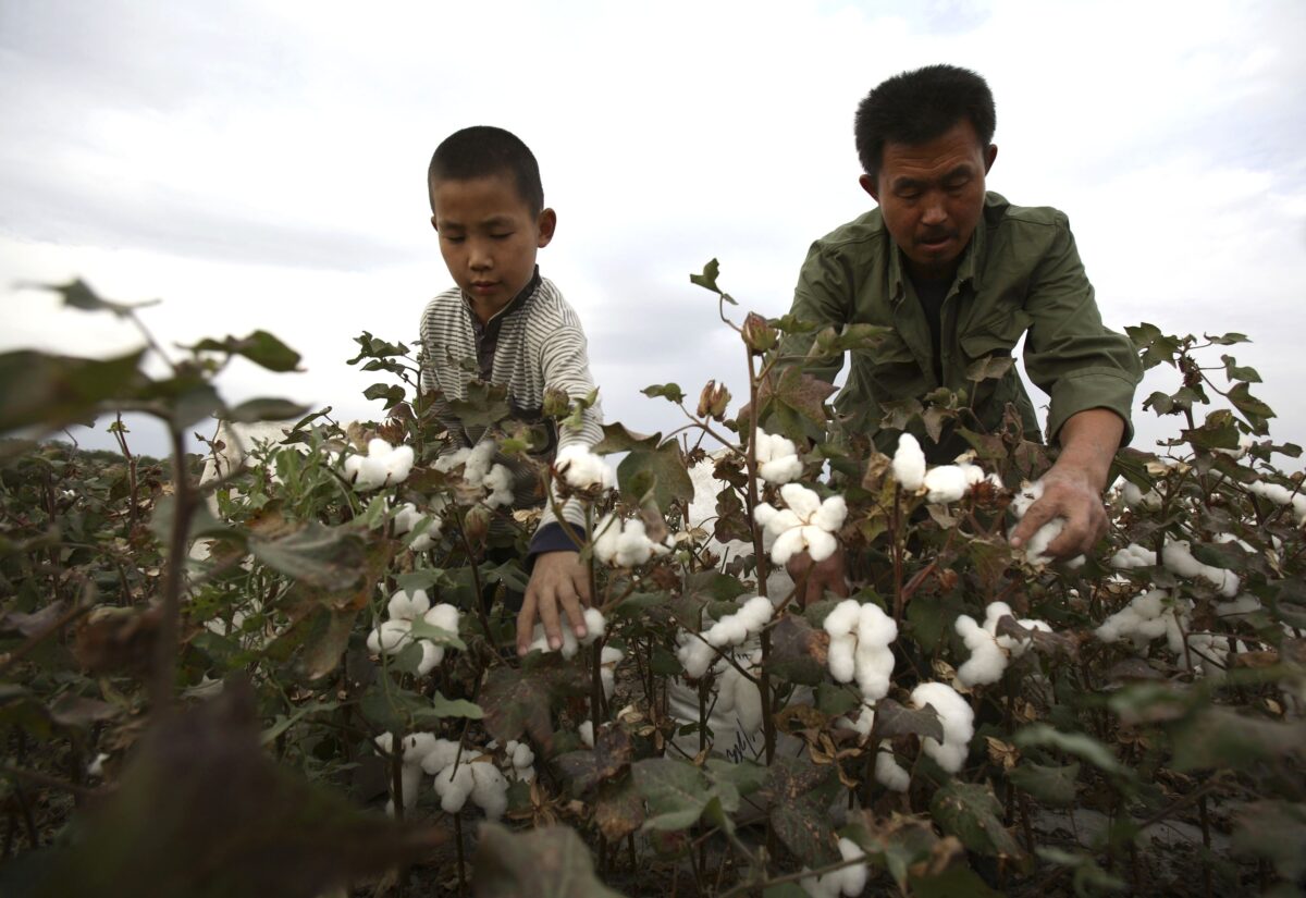 Um agricultor e seu filho colhem algodão em um campo de algodão em Shihezi, na região de Xinjiang, na China, no dia 22 de setembro de 2007 (China Photos/Getty Images)