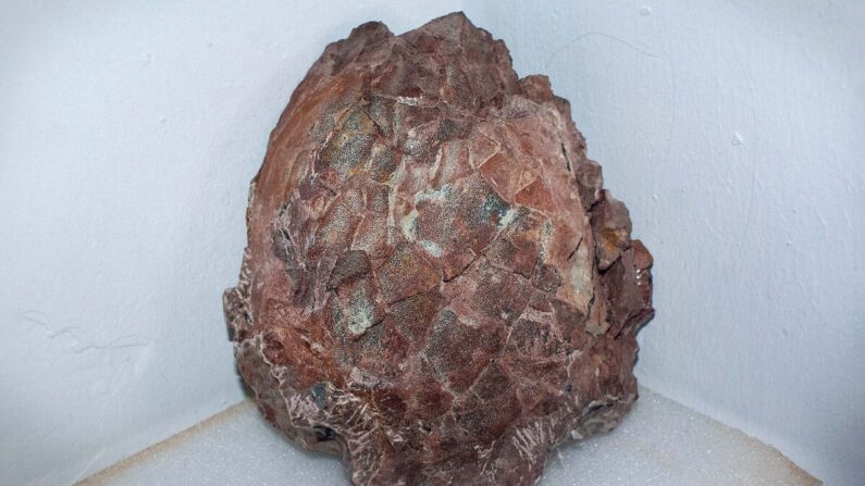 Paleontólogos extraem 30 ovos de titanossauro de um ninho fossilizado de 2 toneladas na Espanha