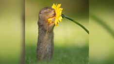 Fotógrafo holandês captura esquilos terrestres adoráveis cheirando flores delicadamente em paisagens fantásticas