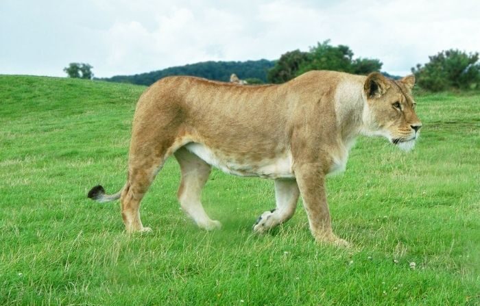 Cena incrível de leoa andando com bebê gnu, o instinto materno vence!