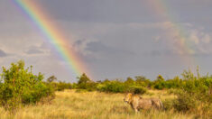 Fotógrafo captura foto “única na vida” de leão sob arco-íris
