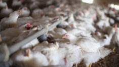 1,2 milhão de galinhas serão abatidas em uma fazenda nos EUA após ser detectado gripe aviária 
