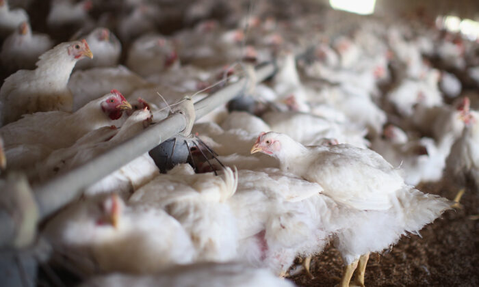 EUA detectam gripe aviária altamente letal em frangos da Tyson Foods