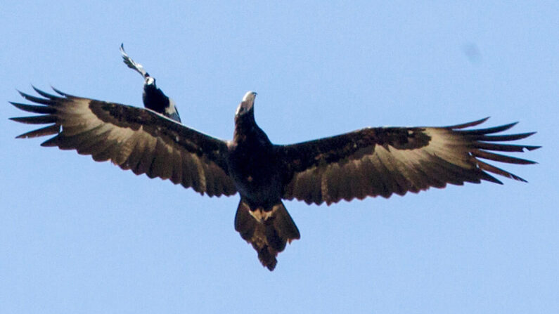 Fotógrafo captura cena espetacular de pássaro ‘surfando’ em uma águia