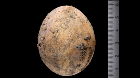 Arqueólogos encontram ovo de galinha de 1.000 anos intacto em Israel