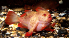 Raro peixe-mão-rosa ‘andarilho’ é registrado em alto mar na costa da Tasmânia