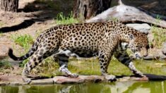Tráfico chinês de animais exóticos floresce na Amazônia boliviana