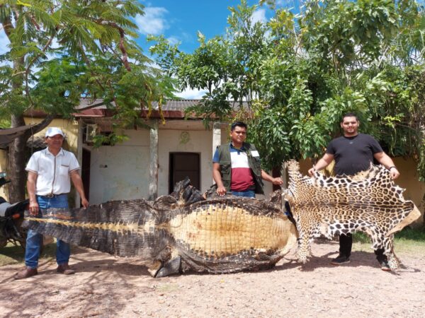 O diretor de vida selvagem de Beni Jorge Raposo Callau (D) e dois funcionários exibem peles ilegais de jacaré e onça-pintada em Trinidad, em 11 de abril de 2022 (Autumn Spredemann/ Epoch Times)