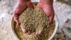 25 milhões de toneladas de grãos não podem ser exportados da Ucrânia