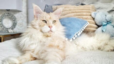 Conheça ﻿Lotus, o majestoso gato Maine Coon de 10 quilos que é 'tudo' para seu dono
