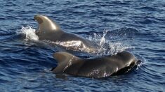 Mais de 50 baleias morrem encalhadas nas Ilhas Virgens Britânicas