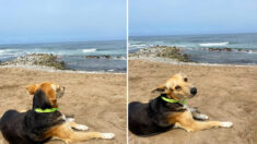A comovente história por trás de um cachorro sentado sozinho, olhando para o mar: 'Parte meu coração'