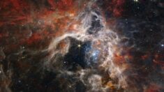 Telescópio Espacial Webb captura nebulosa da tarântula